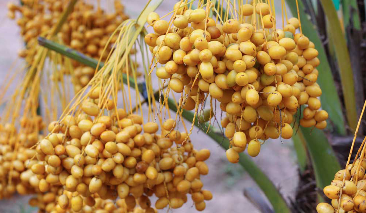 Local Dates Festival to kick off at Souq Waqif today